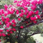 Вьющиеся садовые растения (лианы) – виды и уход