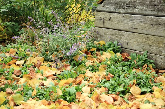 В этой статье поговорим о том, какие садовые работы в октябре необходимо провести на вашем дачном участке, чтобы в следующем году получить хороший урожай.