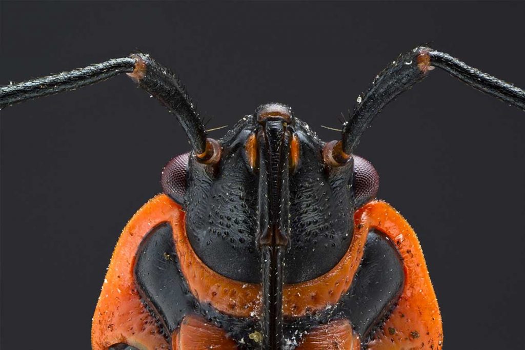 Клоп солдатик фото жука описание способы избавления усики
