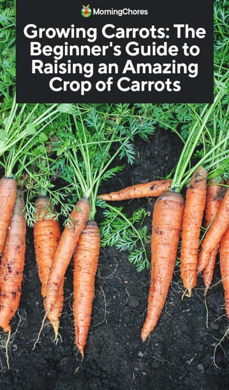 Growing Carrots