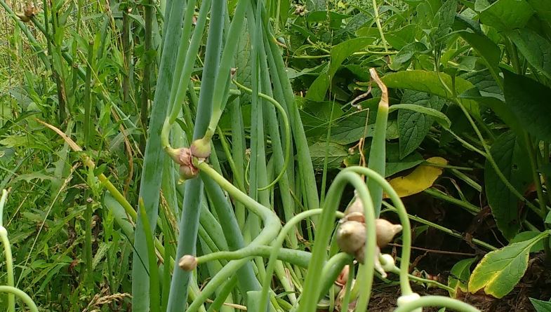 egyptian walking onions