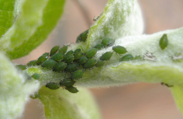 Aphids on plant stem