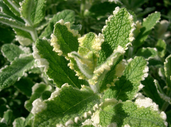 Apple mint leaves