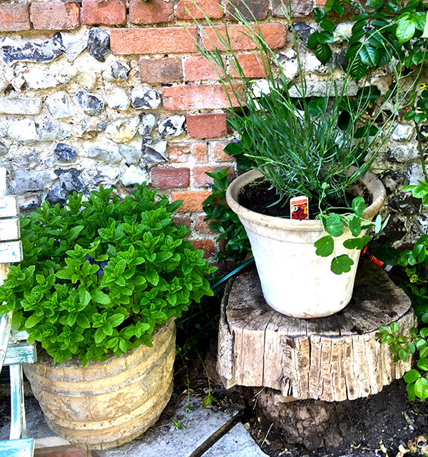 Growing mint in a container