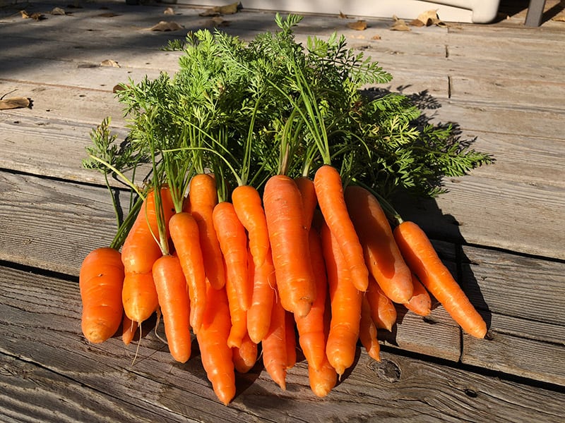 Growing Carrots