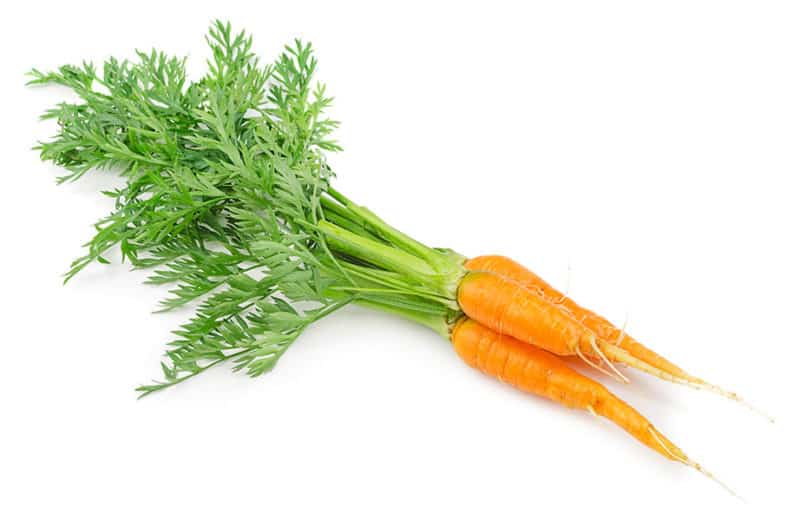 Growing Carrots