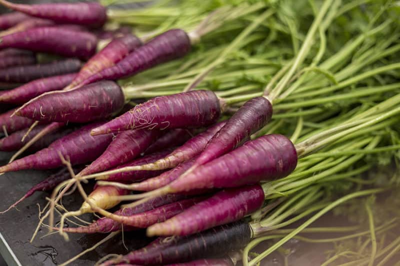 Growing Carrots