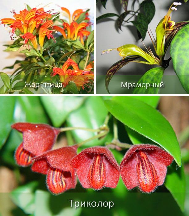 Разные виды растения