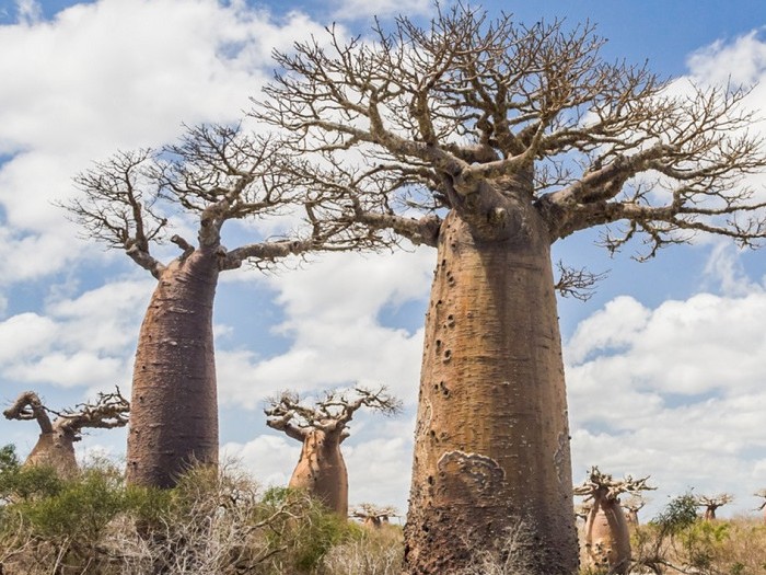 Баобаб Adansonia za