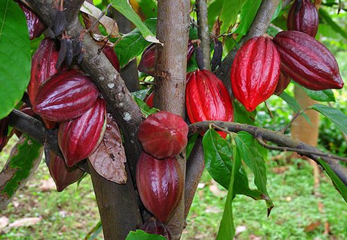 Какао-дерево-История-описание-польза-какао-3