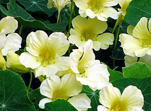 Настурция-цветы-История-виды-выращивание-настурции-8