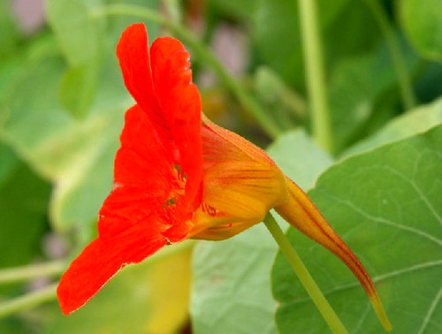 Настурция-цветы-История-виды-выращивание-настурции-1
