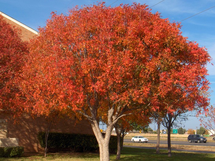Фисташковое дерево осенью