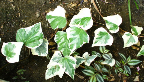 Hedera helix. L. ‘Gloire de Marengo’ - Глюар де Маренго