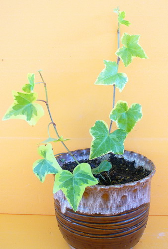 Hedera helix L. ‘Goldheat’ - П. обыкновенный ‘Голдхит’ 