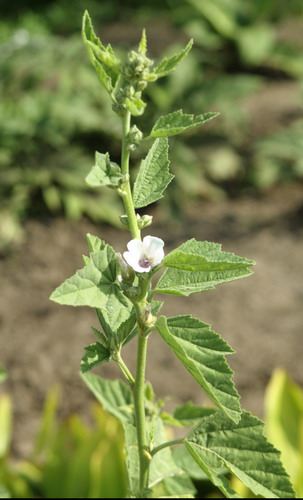 Althaea officinalis L.