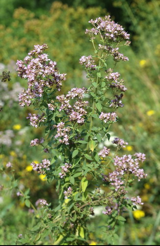 Origanum vulgare L.