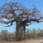 baobab