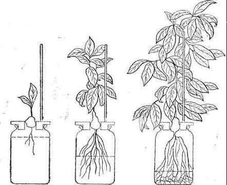 Метод выращивания растений без почвы для любителей.