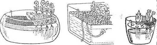 Метод выращивания растений без почвы для любителей.