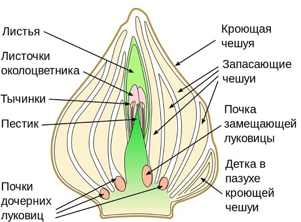 Луковица тюльпана