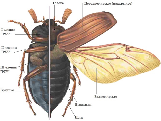 Внешнее строение майского жука