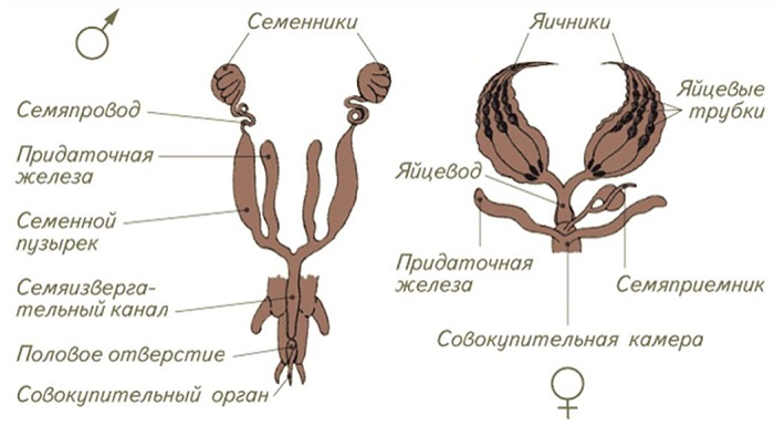 Половая система