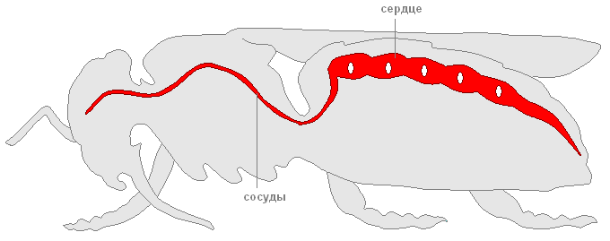 Кровеносная система