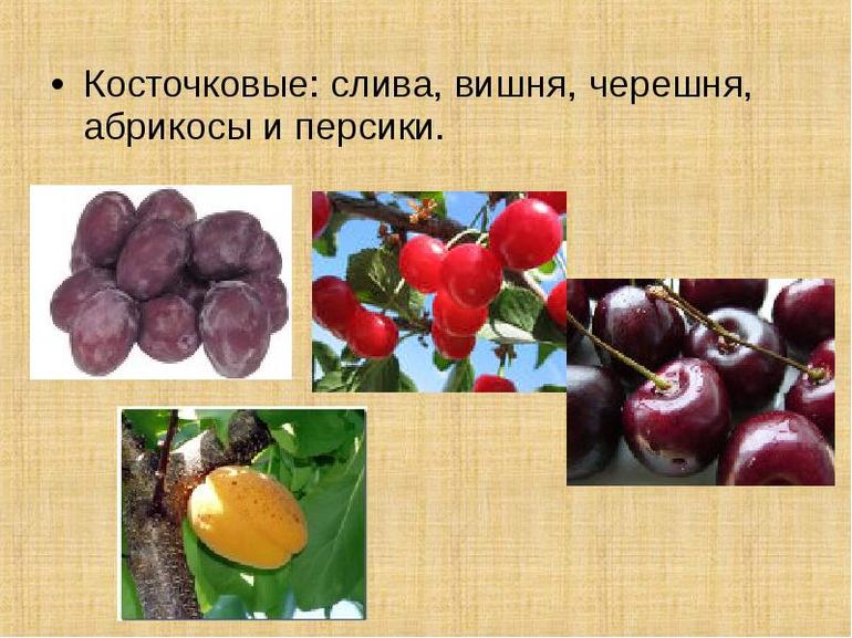 Плодовые и ягодные