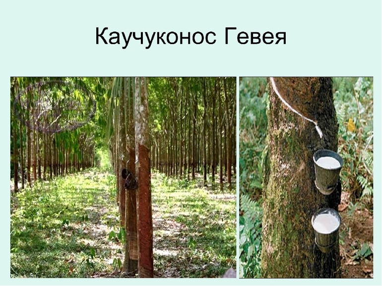 Каучуконосы