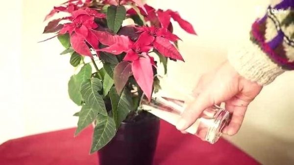 Цветок пуансеттия: правильный уход