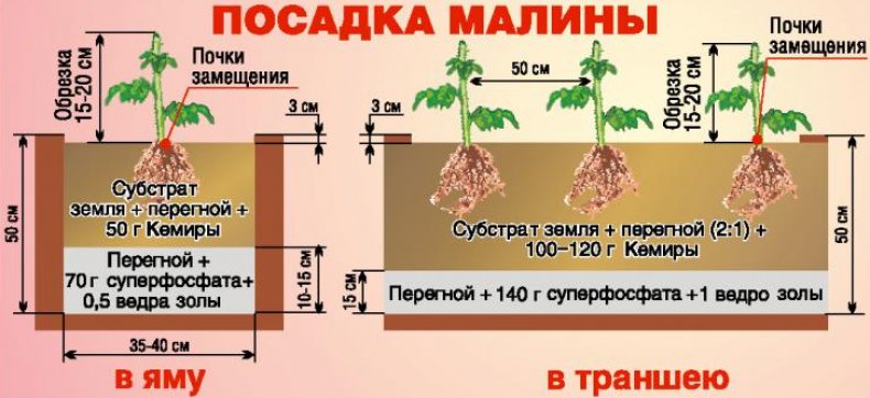 Выращивание малины на шпалере