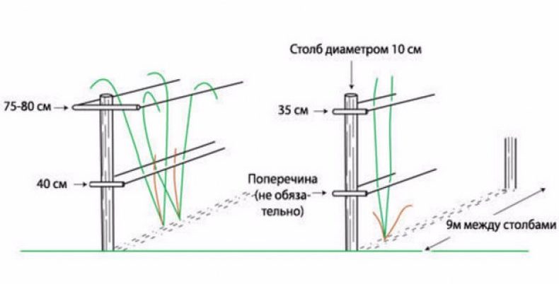 Выращивание малины на шпалере