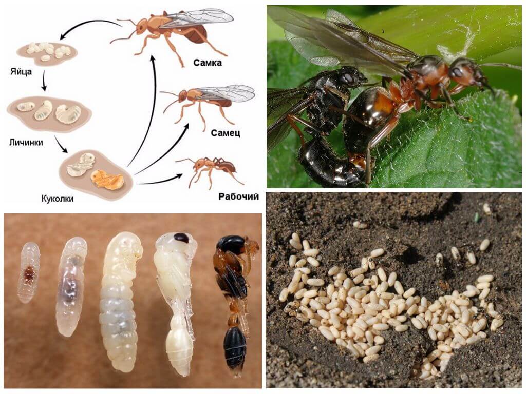 Размножение лесных муравьев