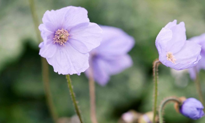 Meconopsis quintuplinervia