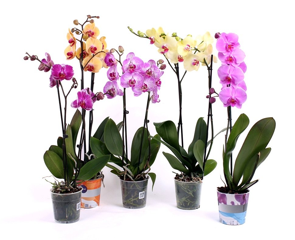 4 орхидеи в горшках