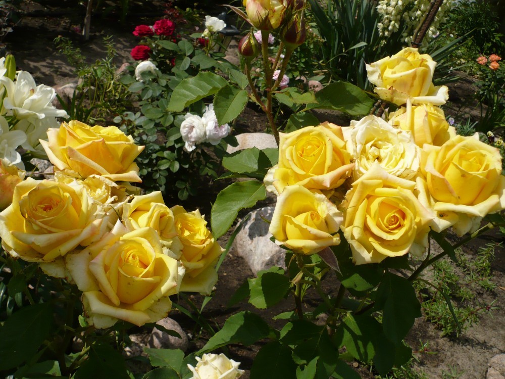 два куста роз с цветами жёлтого цвета