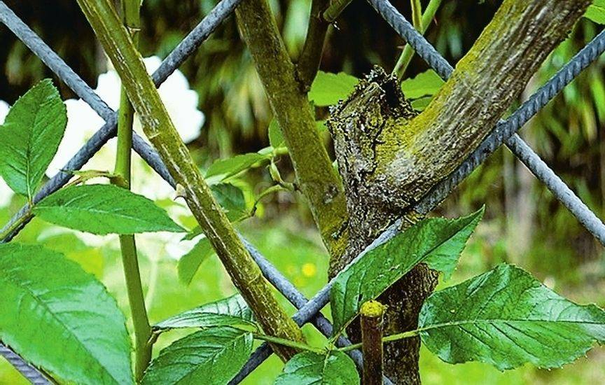 Лианы: знакомимся с видами