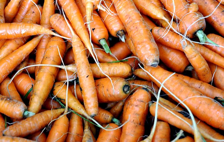 Есть несколько признаков того, что морковь можно убирать