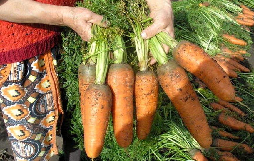 Как правильно убирать морковь?