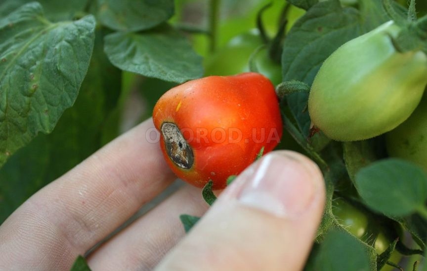 Почему гниют помидоры на кустах?
