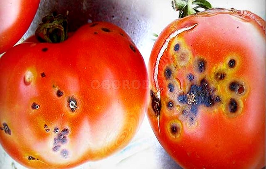 Альтернариоз на помидорах в кустах