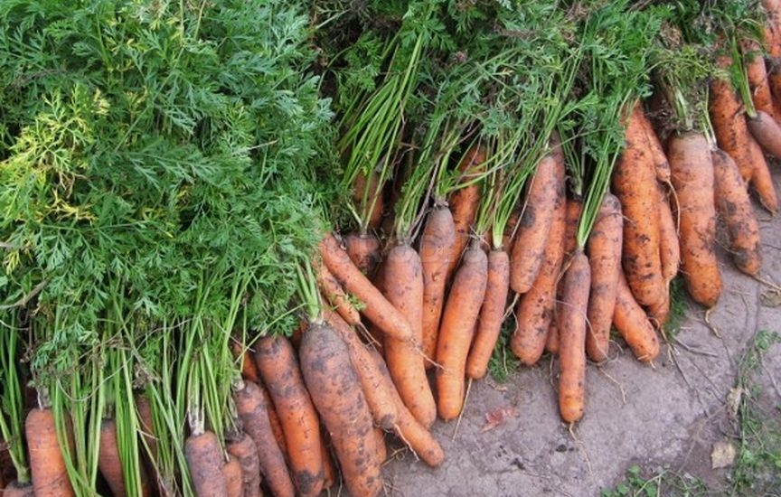 Единого мнения о том, когда убирать морковь, нет