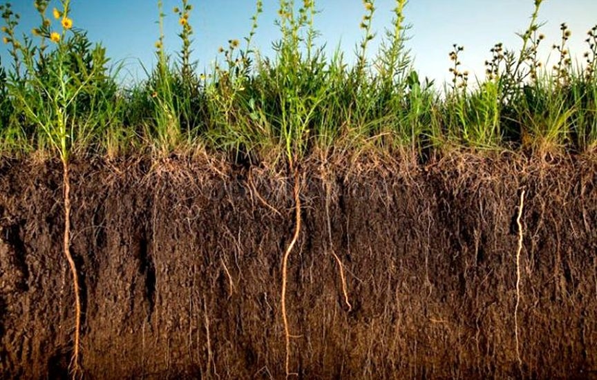 Эти растения своей мощной надземной частью подавляют рост сорной травы