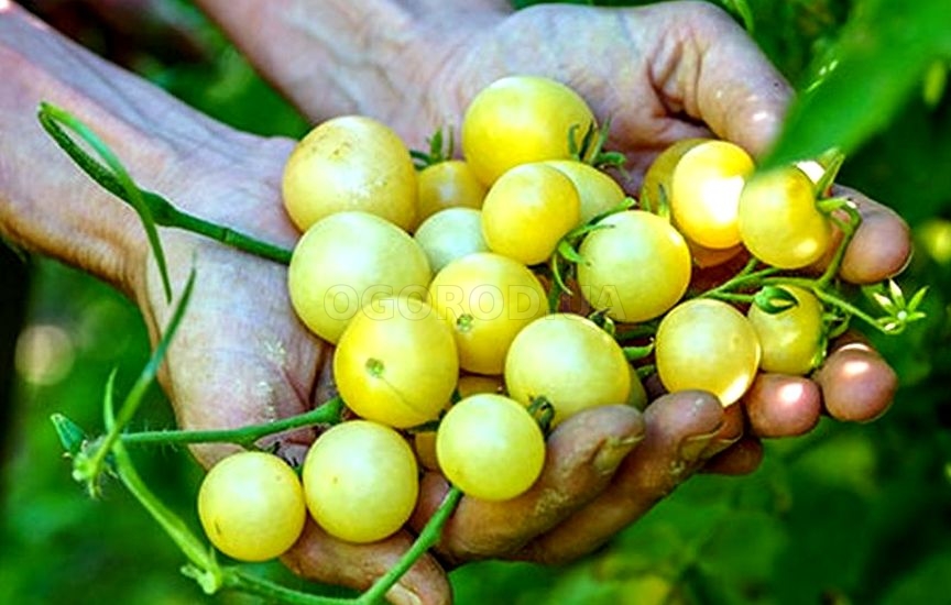 Томат «Napa Chardonnay» (Напа Шардоне)