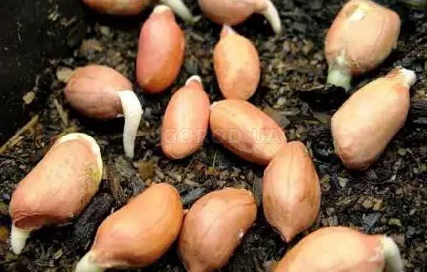 Проращивание семян арахиса
