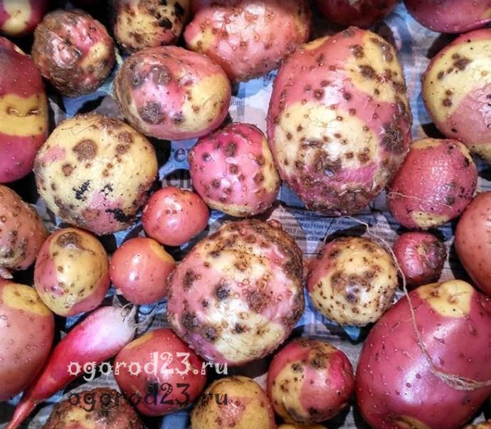 болезни картофеля фото описание и лечение 3