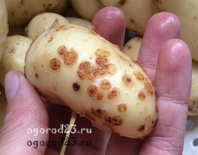 болезни картофеля фото описание