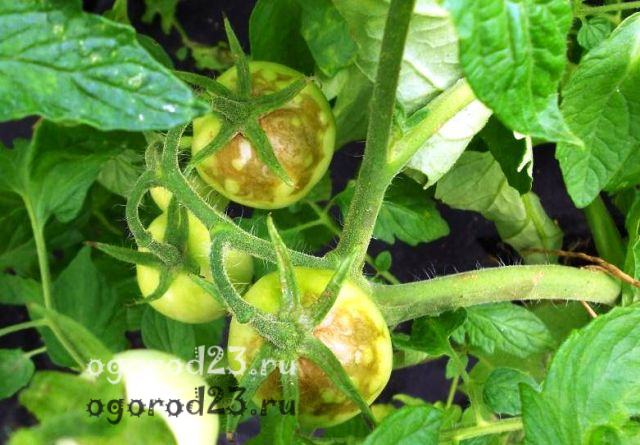 фитофтороз томатов 2