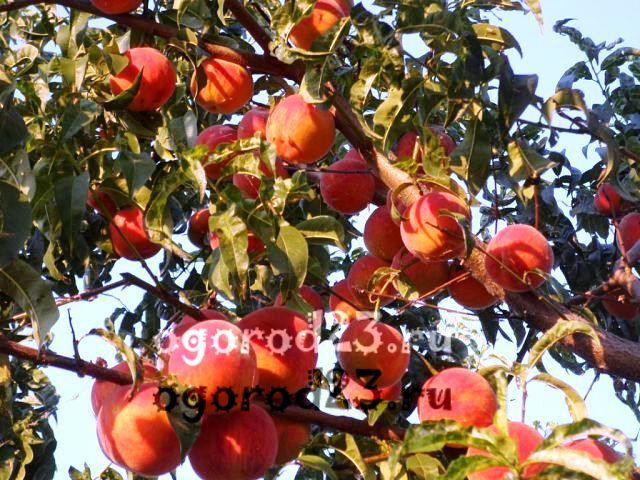 сорта персика для краснодарского края фото с названием и описанием